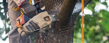 Best Tree and Shrub Care  in Grant City, MO