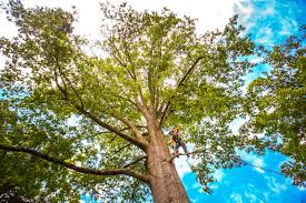 Grant City, MO Tree Care Company