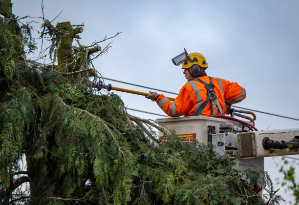 Best Storm Damage Tree Cleanup  in Grant City, MO