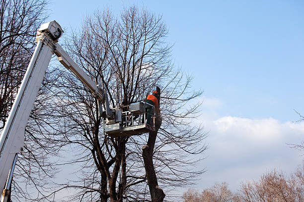 Best Root Management and Removal  in Grant City, MO