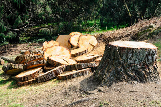 How Our Tree Care Process Works  in  Grant City, MO